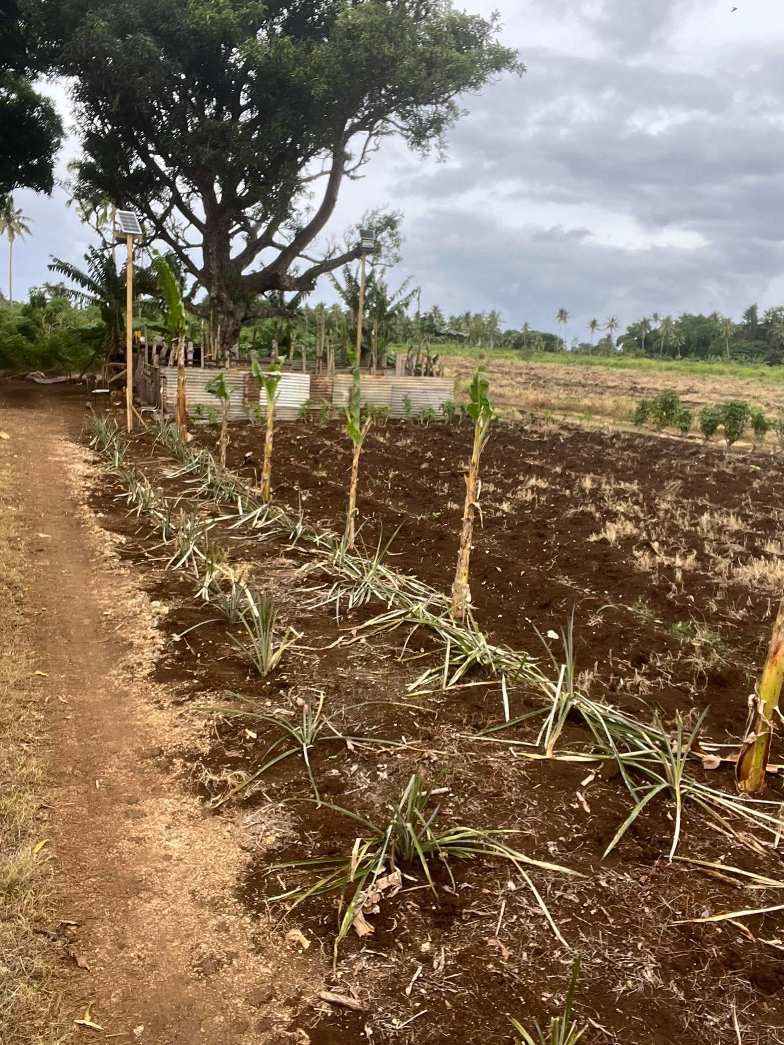 Anchored to Grace farm in Alakifonua, Tonga