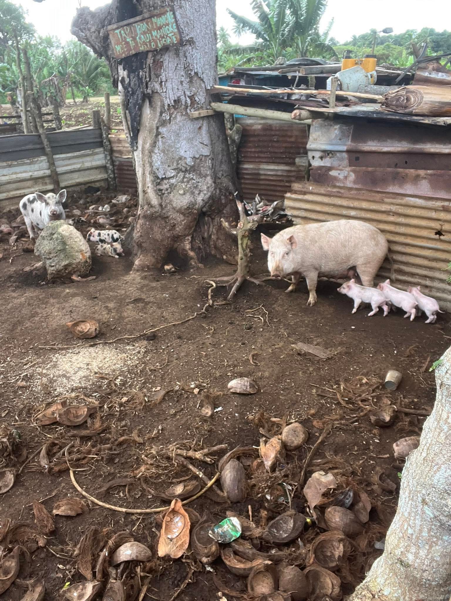 Pigs and piglets at the farm